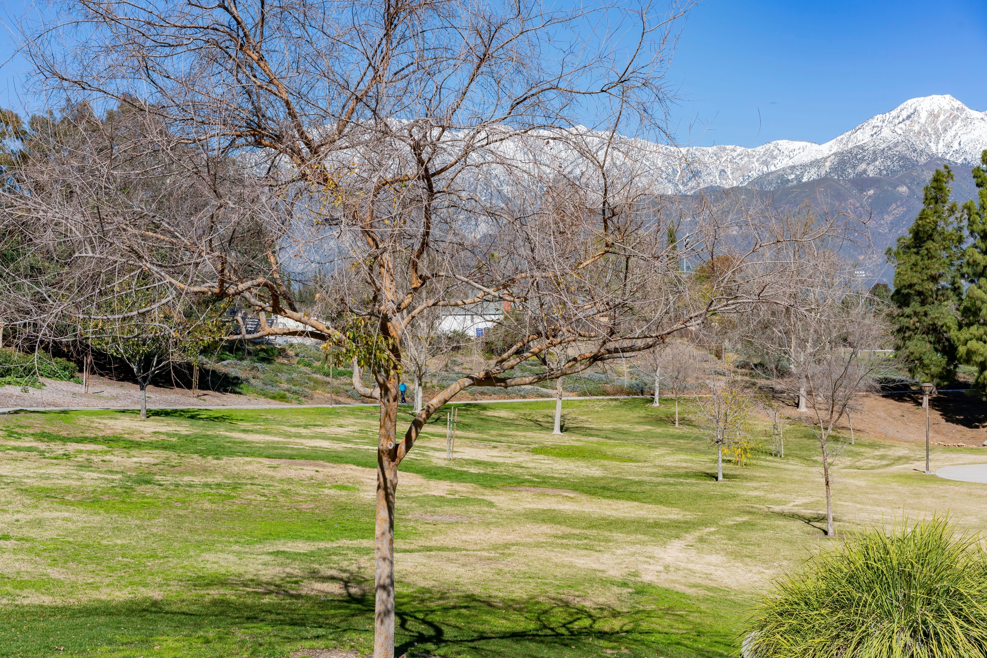 Beautiful snowy Mount Baldy with some blue flowers below, view from Rancho Cucamonga